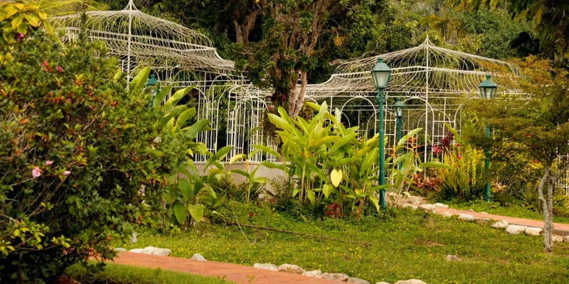 How Florida Gardeners Are Rediscovering Roots of Wellness