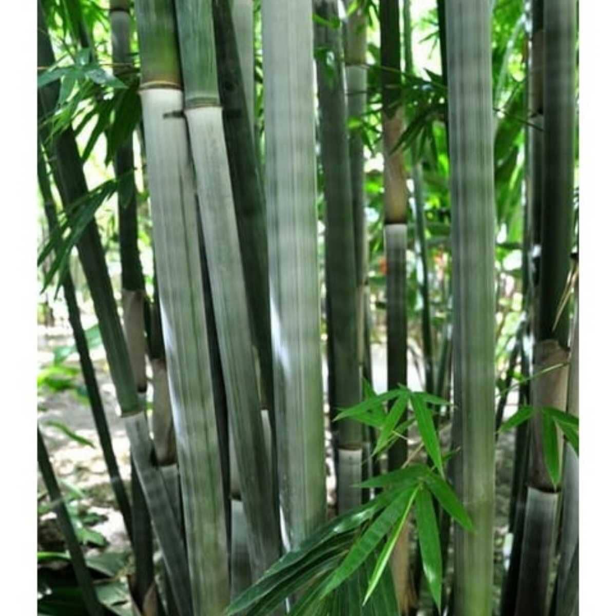 Ever Bamboo Tree - Sustainable, Eco-Friendly Bamboo for Landscaping Everglades Farm 