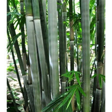 Ever Bamboo Tree - Sustainable, Eco-Friendly Bamboo for Landscaping Everglades Farm 