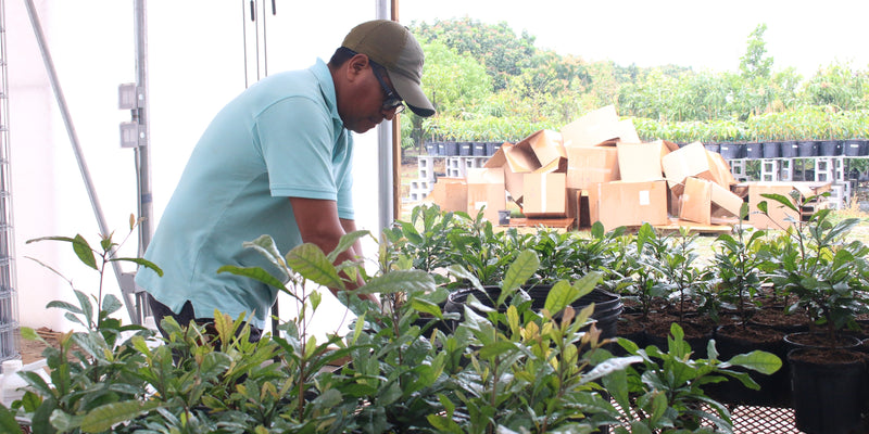 Everglades Farm Announces Best Fruit Trees and Plants for 2025 Holiday Gifts