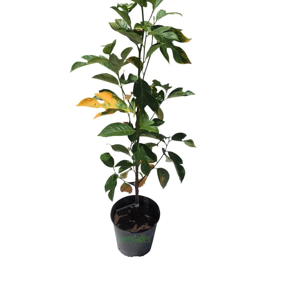 Red Morning Jackfruit Tree, from seedlings Fruit Trees Everglades Farm 