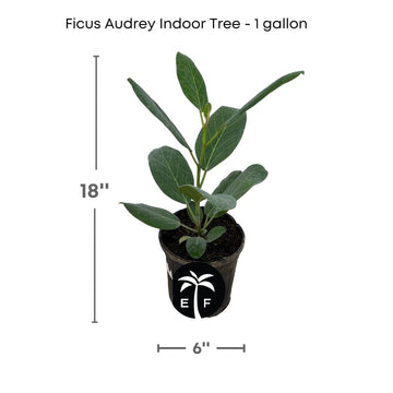 Elegant Ficus Audrey The Perfect Indoor Banyan Tree 1 gal 118-Agri-Starts Inc