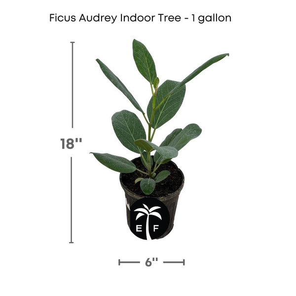 Elegant Ficus Audrey Tree – Everglades Farm