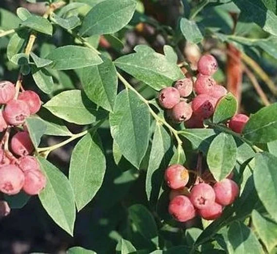 Florida Rose Blueberry Plant Everglades Farm 