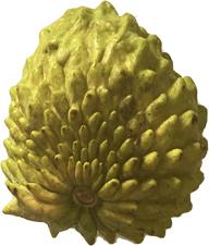 Sugar Apple, Green Fruit, Annona Squamosa Tree, 3-gal Container from Florida Fruit Trees Everglades Farm 
