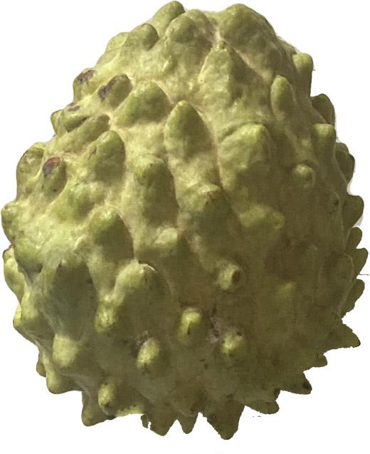 Sugar Apple, Green Fruit, Annona Squamosa Tree, 3-gal Container from Florida Fruit Trees Everglades Farm 