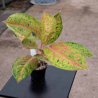 Aglaonema Dizzy Diamond Houseplant Everglades Farm 