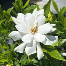 Frost Proof Gardenia (Jasminoides) Everglades Farm 