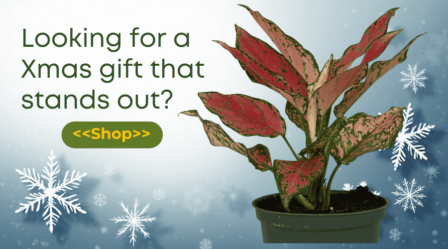 Small plants for small winter spaces