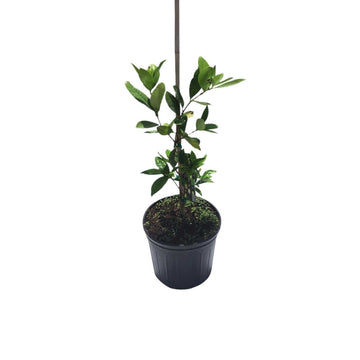Yellow Grumichama Brazilian Cherry Plant Fruit Trees 111-Lalo Melo
