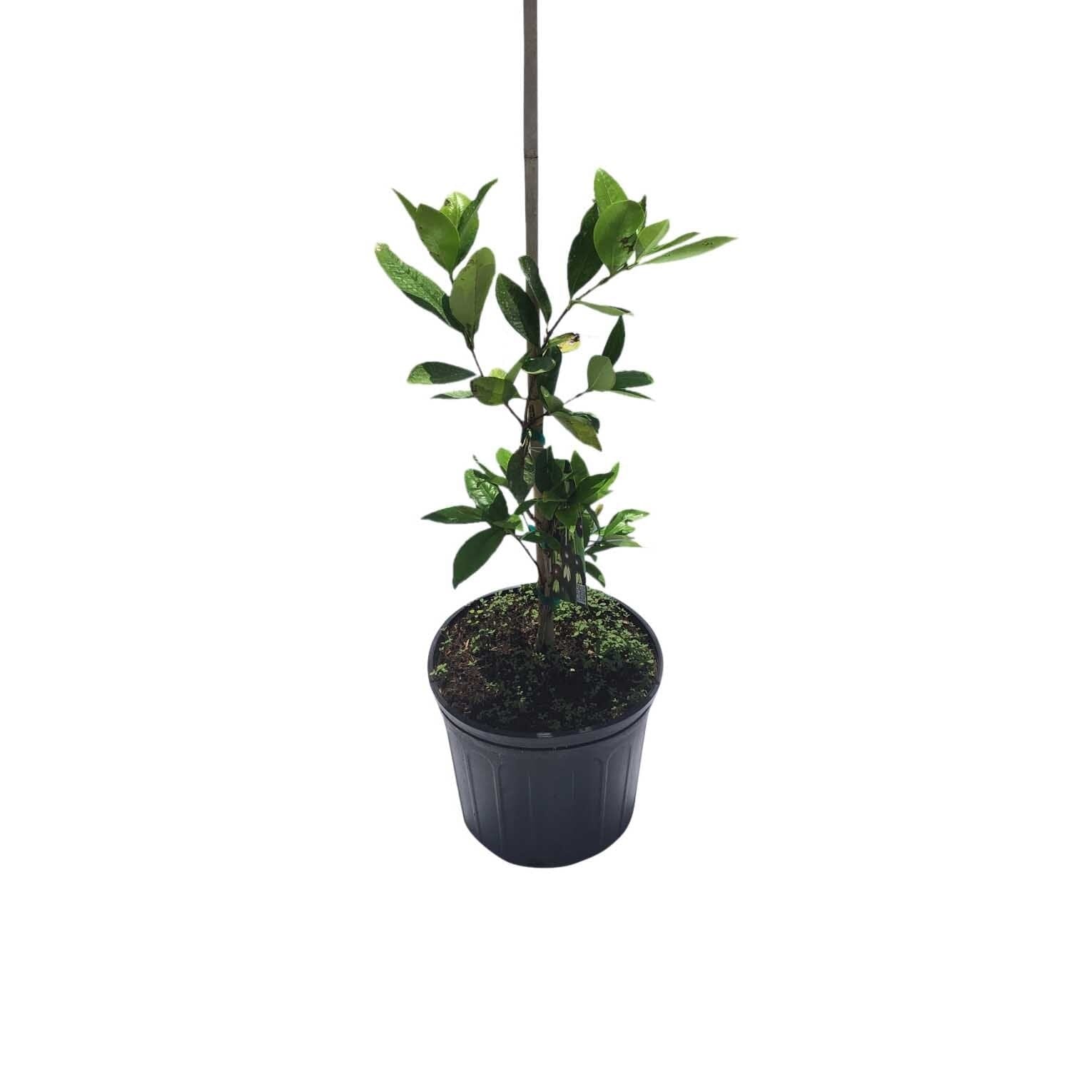 Yellow Grumichama Brazilian Cherry Plant Fruit Trees 111-Lalo Melo