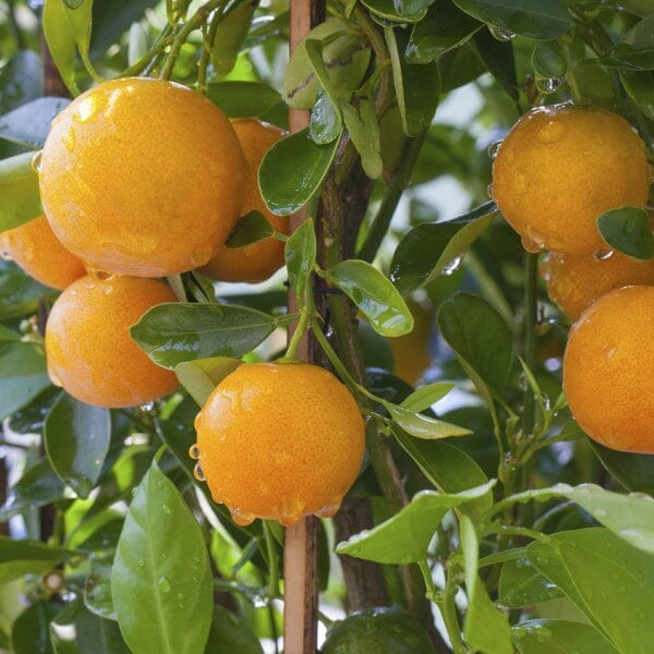 Hamlin Orange Dwarf Orange Tree Grafted 123-Holmberg Farms, Inc. 