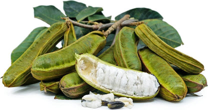 Ice Cream Bean | Short Fruit | Pacay Inga feuilleei | Air Layered