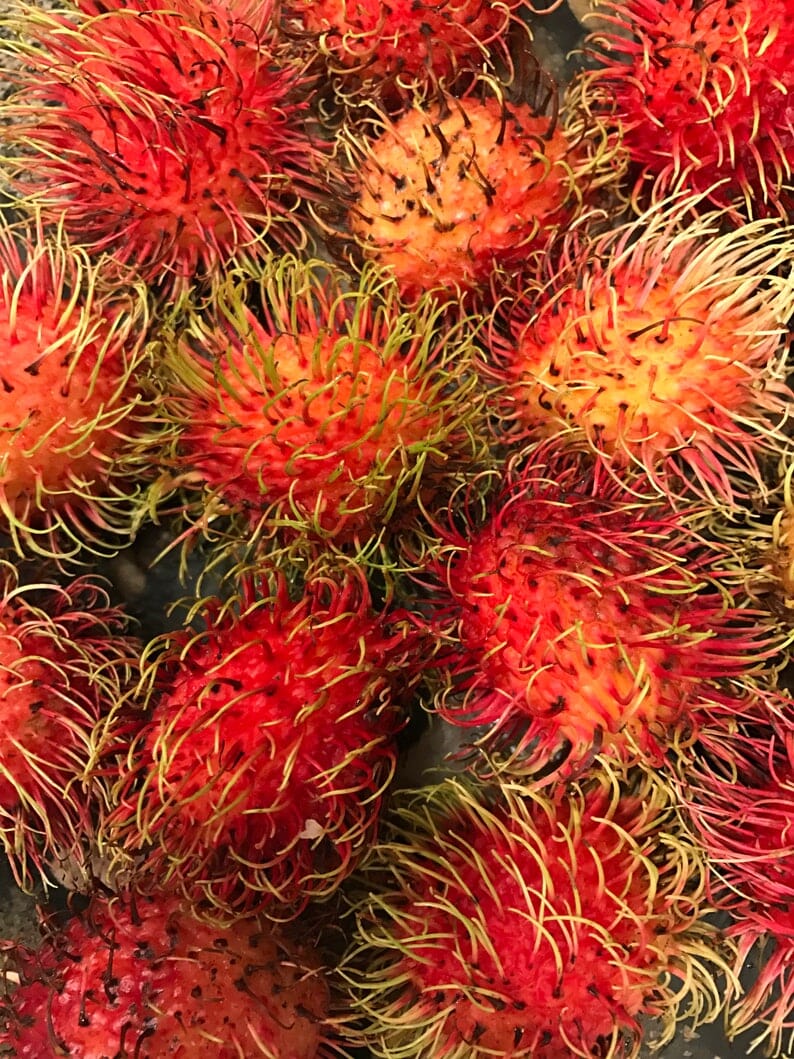 Red Rambutan Tree Fruit Trees 103-Pine Island Nursery