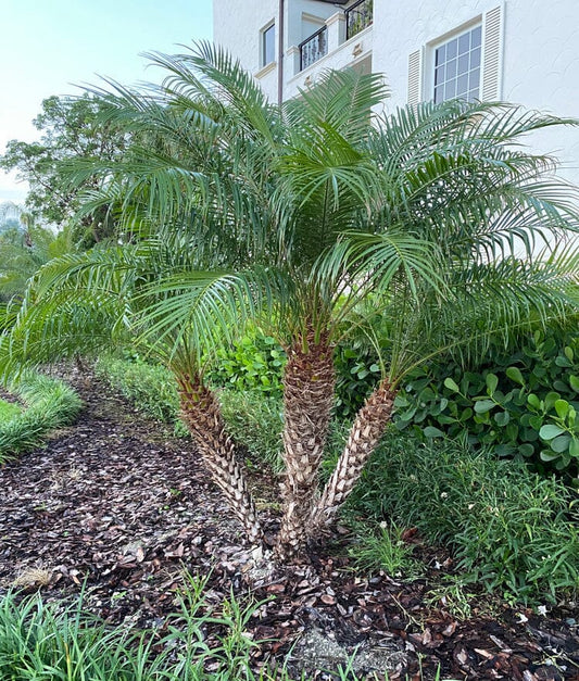 Phoenix Roebelinii Pygmy Tropical Palm, Date Palm Tree 130-Casey's Corner Nursery 