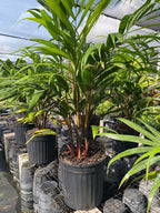 Cabada Palm 130-Casey's Corner Nursery