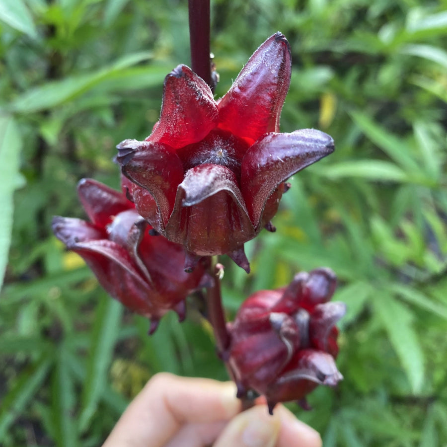 Roselle Hibiscus