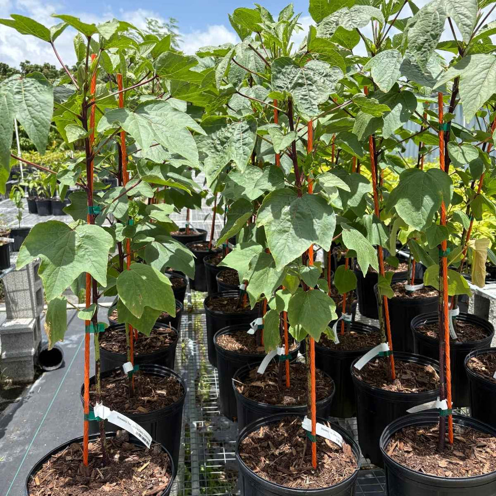 Jamaican Hisbiscus Plant | Rosa de Jamaica | Red Sorrel |Florida Cranberry 100-Carlos Tropical Fruits 