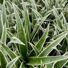 Juicy Pineapple Plant For Sale – Ananas comosus Everglades Farm 
