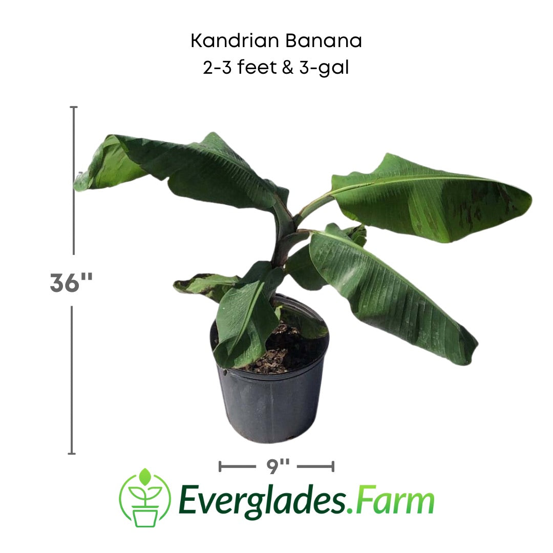 Kandrian Banana plant in a 3 gallon pot