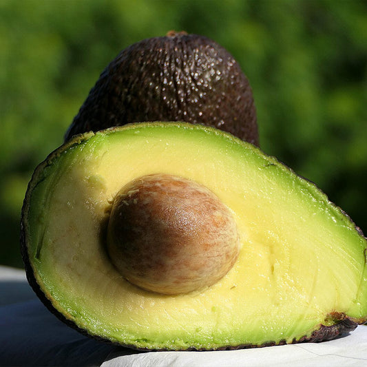 Bacon Avocado Growing in South Florida Bacon Avocado Growing in South Florida