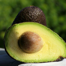 Lamb Hass Avocado Tree – Grafted, High-Yield, Late-Season, Compact Variety for Home Gardens Everglades Farm 