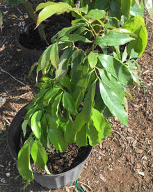 SweetHeart Lychee Tree Fruit Trees 111-Lalo Melo 