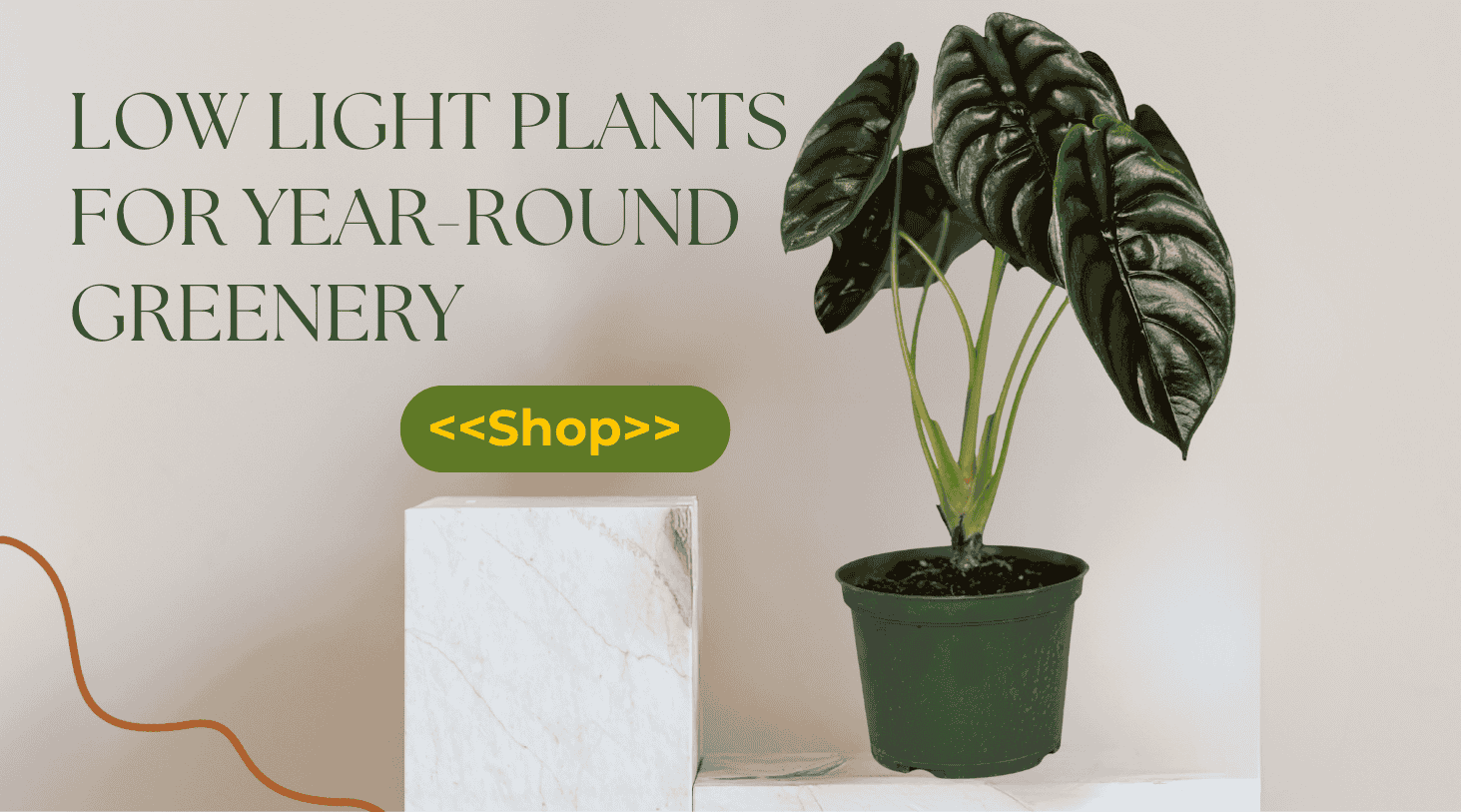 Enjoy our collection of indoor plants for year-round greenery.