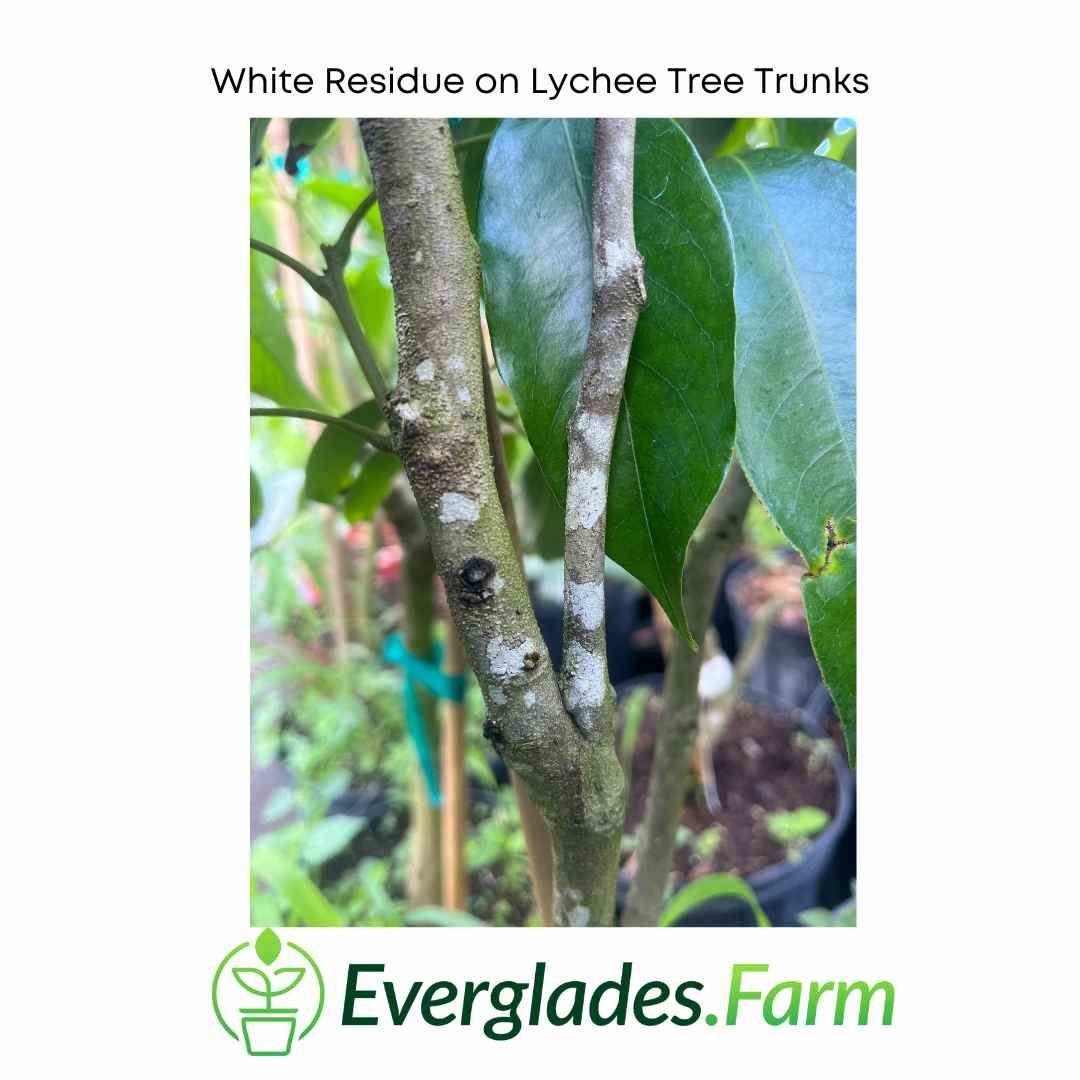 Frequently Asked Questions – Everglades Farm