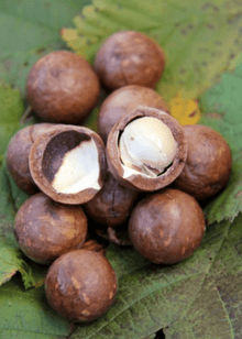 Macadamia H-10 Tree Fruit Trees 103-Pine Island Nursery