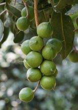 Load image into Gallery viewer, Macadamia Nut Tree
