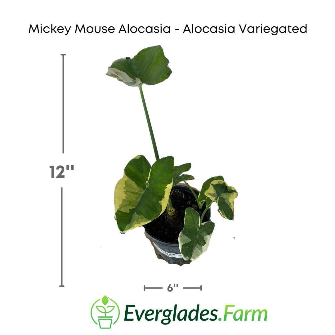 Mickey Mouse Alocasia (Alocasia Xanthosoma Variegata) 130-Casey's Corner Nursery 12-18 inches & 1-gal