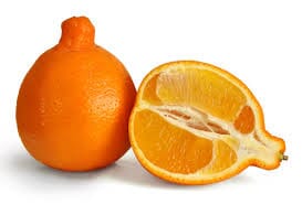 Minneola “HONEYBELL” Tangelo Dwarf Tree Everglades Farm 