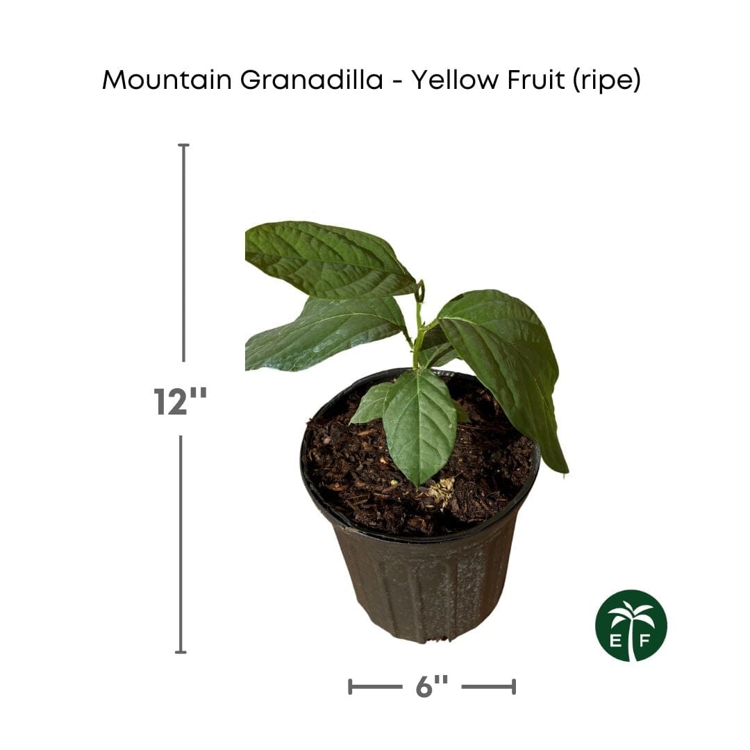 Mountain Sweet Granadilla Plant Exotic Passiflora ligularis from Guatemala Yellow Fruit (ripe) Everglades Farm