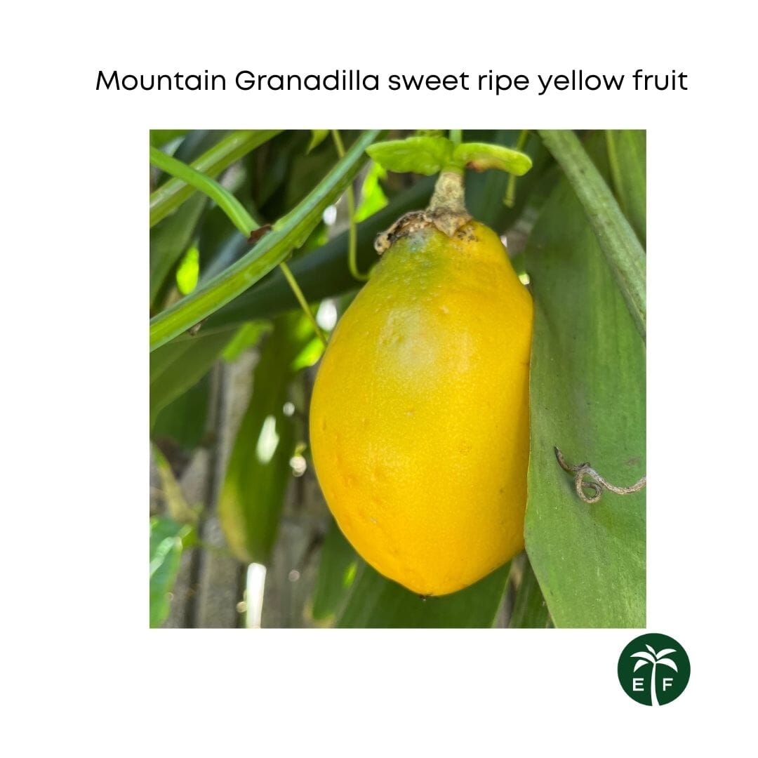 Mountain Sweet Granadilla Plant Exotic Passiflora ligularis from Guatemala Yellow Fruit (ripe) Everglades Farm