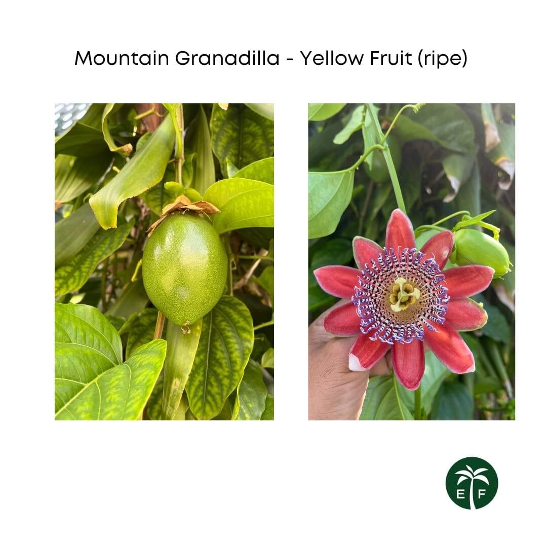 Mountain Sweet Granadilla Plant Exotic Passiflora ligularis from Guatemala Yellow Fruit (ripe) Everglades Farm