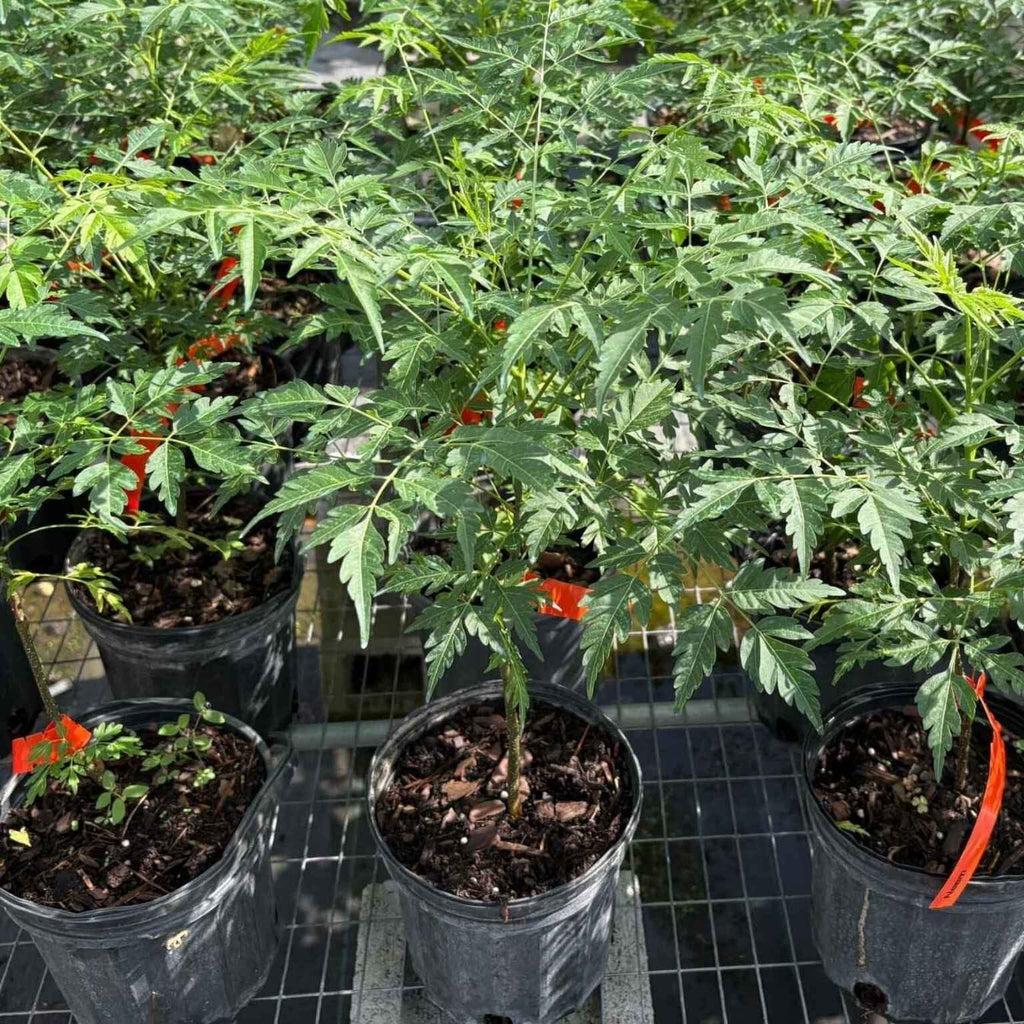 Neem Tree | Indian Lilac| Azadirachta Indica Everglades Farm 