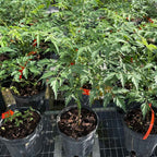 Neem Tree | Indian Lilac| Azadirachta Indica Everglades Farm 