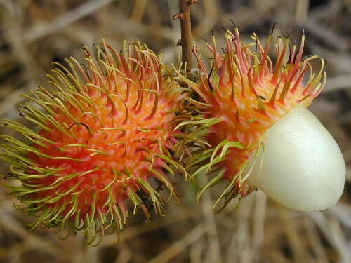 Red Rambutan Tree Fruit Trees 103-Pine Island Nursery 