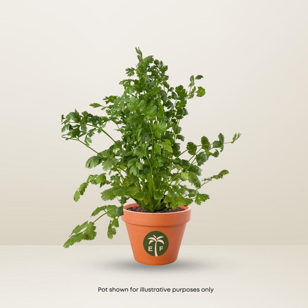 cilantro plant care in pot Cilantro Plant Leisure