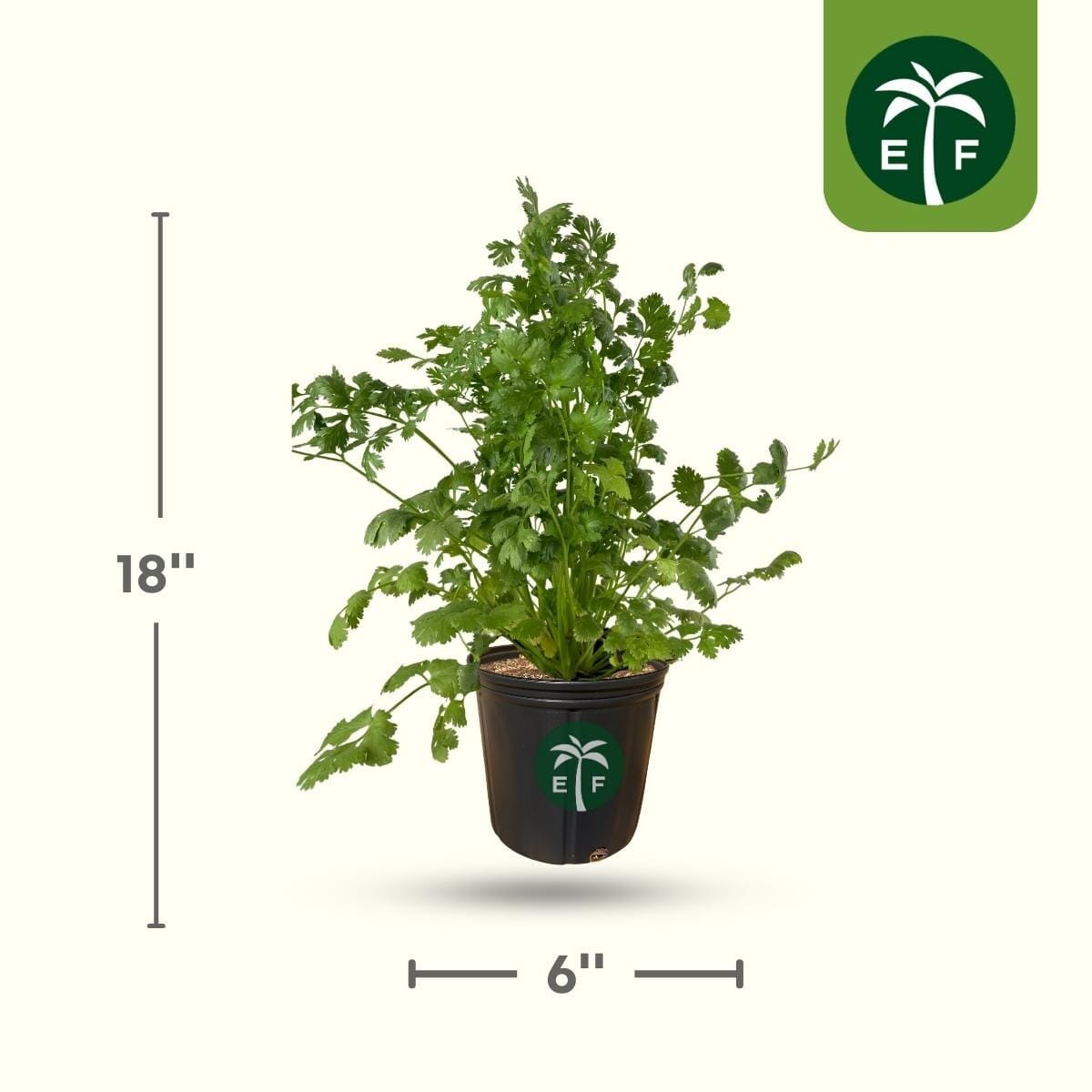 Cilantro Plant Leisure - Organic and Fast growing in 1 gallon container Everglades Farm