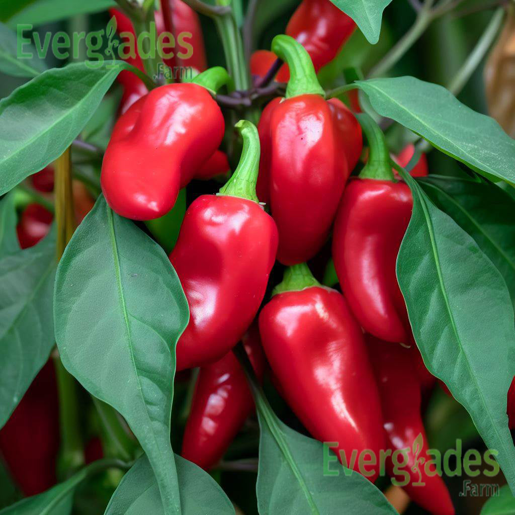 Chiltepin Chili Pepper Plant