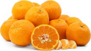 Ponkan Mandarin Dwarf Citrus Tree – Live Plant Everglades Farm 