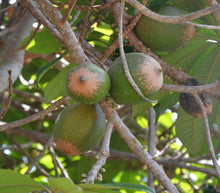 Green Sapote Tree Grafted Everglades Farm
