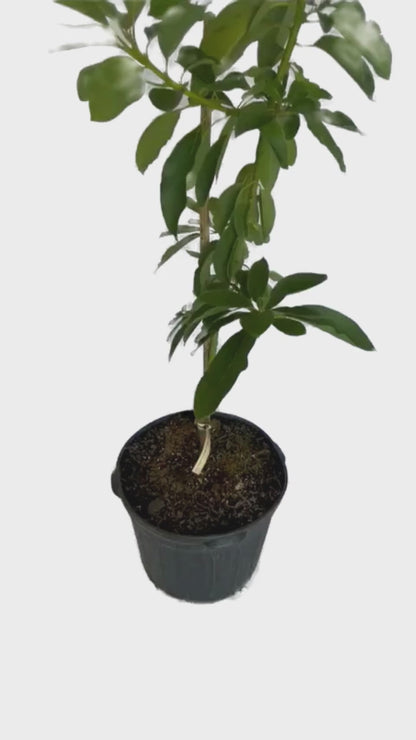 Russell Long Neck Avocado Tree Grafted