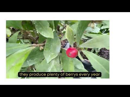 Miracle Fruit Plant, Miracle Berry