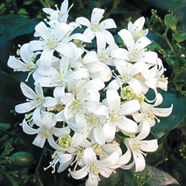 Orange Jasmine Plant – Murraya paniculata | Fragrant Tropical Hedge Shrub Everglades Farm 