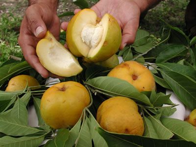 Younghans White Sapote Tree Air Layered
