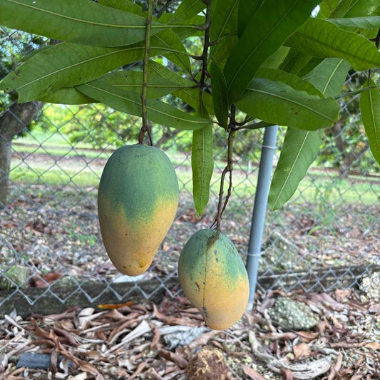 Mallika Dwarf Mango Tree, Grafted Fruit Trees 103-Pine Island Nursery 