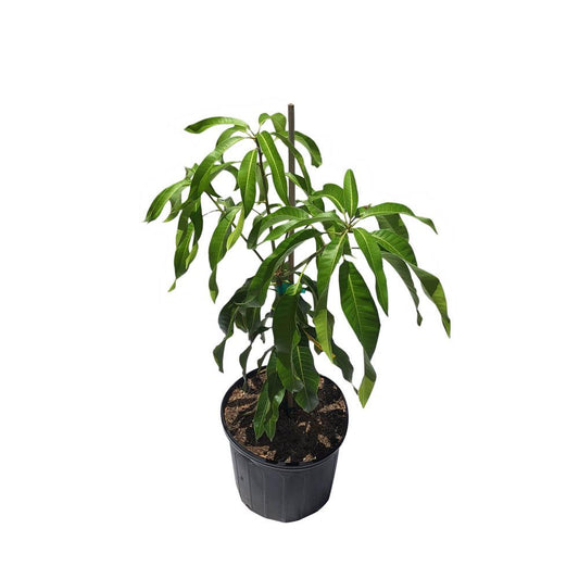 Pineapple Pleasure Dwarf Mango Tree, Grafted, 3 Gal Container from Florida